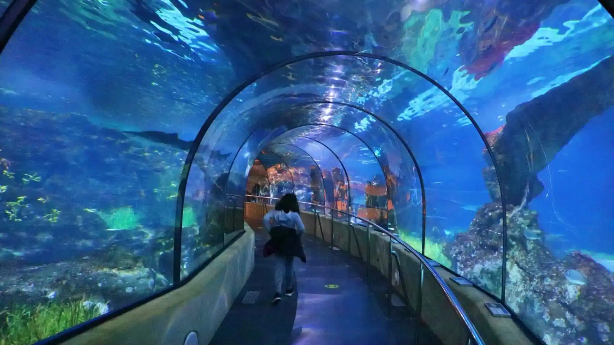Aquarium de Barcelona 2024- Horarios, entradas y lo que no te puedes perder _11zon